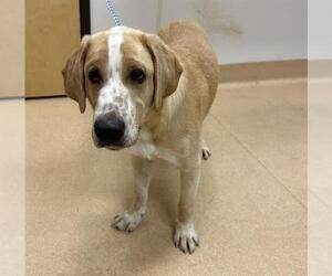 Medium Photo #1 Labrador Retriever Puppy For Sale in Placerville, CA, USA