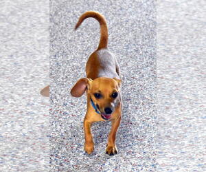 Chiweenie Dogs for adoption in Lewisburg, TN, USA