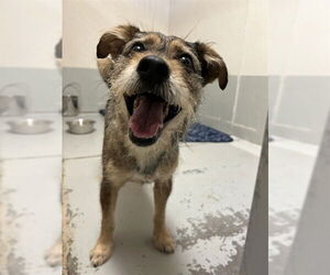 - Mix Dogs for adoption in Sugar Land, TX, USA