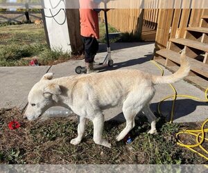 Labrador Retriever-Unknown Mix Dogs for adoption in Calgary, Alberta, Canada