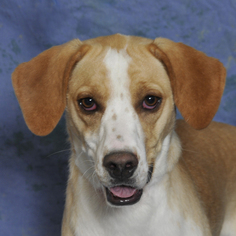 Mutt Dogs for adoption in Danville, KY, USA