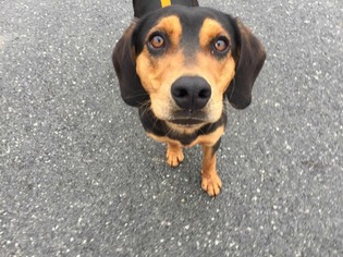 Black and Tan Coonhound Dogs for adoption in Lewisburg, WV, USA