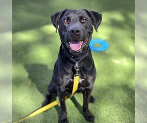 Mutt Dogs for adoption in Las Vegas, NV, USA