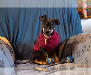 Chiweenie Dogs for adoption in Sacramento , CA, USA