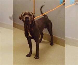 American Pit Bull Terrier-Unknown Mix Dogs for adoption in Las Vegas, NV, USA