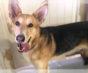 German Shepherd Dog Dogs for adoption in Phoenix , AZ, USA