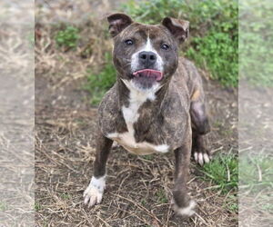 Staffordshire Bull Terrier-Unknown Mix Dogs for adoption in Anniston, AL, USA