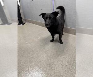 Australian Shepherd-Unknown Mix Dogs for adoption in Las Vegas, NV, USA