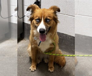 Bearded Collie-Unknown Mix Dogs for adoption in Forestville, MD, USA
