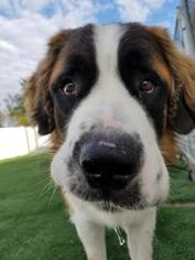 Saint Bernard Dogs for adoption in Cedar Rapids, IA, USA