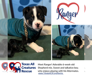 Mutt Dogs for adoption in Lillian, TX, USA