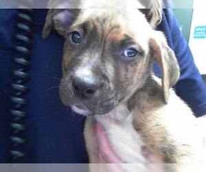 American Pit Bull Terrier Dogs for adoption in Tulsa, OK, USA