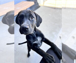 Mutt Dogs for adoption in Elmsford, NY, USA