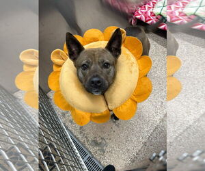 Mutt Dogs for adoption in Martinsburg, WV, USA