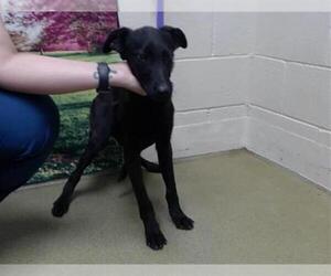 Mutt Dogs for adoption in Moreno Valley, CA, USA