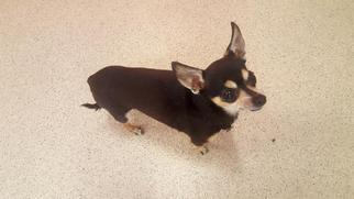 Chihuahua Dogs for adoption in Dedham, MA, USA