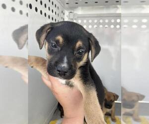 Mutt Dogs for adoption in Stockton, CA, USA