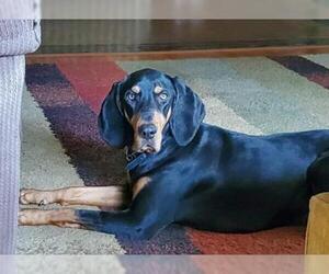 Black and Tan Coonhound Dogs for adoption in Harrisburg, PA, USA
