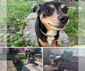 Rat-Cha Dogs for adoption in New Orleans, LA, USA