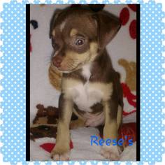 Medium Photo #1 Chiweenie Puppy For Sale in Wolfeboro, NH, USA