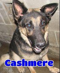 German Shepherd Dog Dogs for adoption in Lawrenceburg, KY, USA