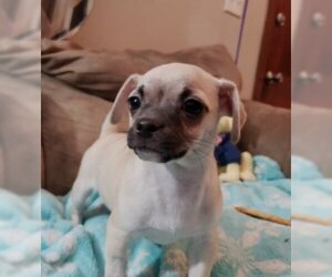 Medium Photo #1 Chug Puppy For Sale in Dublin, OH, USA