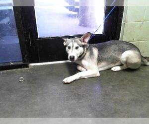 Siberian Husky Dogs for adoption in Tulsa, OK, USA