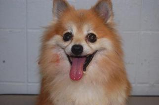 Pomeranian Dogs for adoption in Richmond, IN, USA