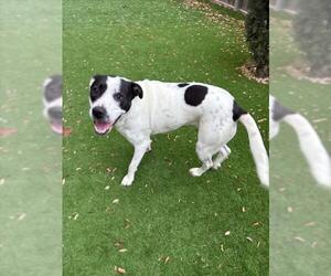 Mutt Dogs for adoption in San Antonio, TX, USA