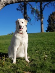 Great Pyrenees Dogs for adoption in Sandy, UT, USA