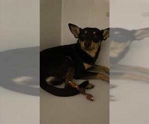 Chihuahua-Unknown Mix Dogs for adoption in Houston, TX, USA