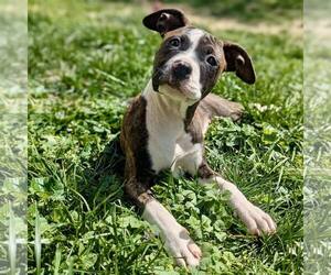 American Staffordshire Terrier-Unknown Mix Dogs for adoption in New Oxford , PA, USA