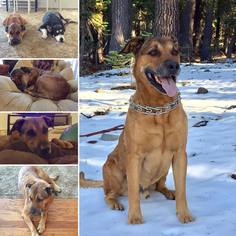 Labrador Retriever-Unknown Mix Dogs for adoption in Yreka, CA, USA