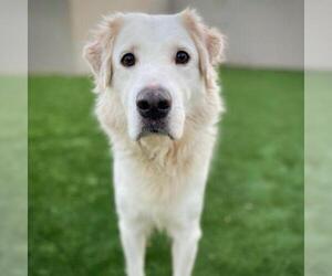 Great Pyrenees Dogs for adoption in Fredericksburg, TX, USA