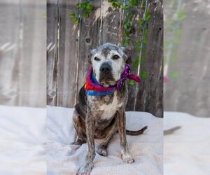 American Pit Bull Terrier-Unknown Mix Dogs for adoption in Inglewood, CA, USA