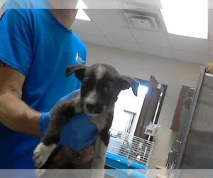 American Pit Bull Terrier Dogs for adoption in Fayetteville, NC, USA