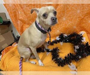Chihuahua-Unknown Mix Dogs for adoption in Modesto, CA, USA