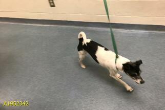 Rat Terrier Dogs for adoption in West Palm Beach, FL, USA