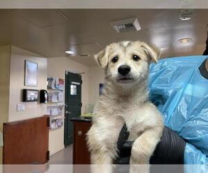 Huskies -Labrador Retriever Mix Dogs for adoption in Pasadena, CA, USA