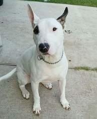 Bull Terrier Dogs for adoption in Tomball, TX, USA