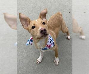 Labrador Retriever-Unknown Mix Dogs for adoption in Tulsa, OK, USA
