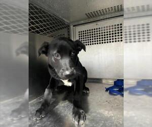 Labrador Retriever-Unknown Mix Dogs for adoption in Texas City, TX, USA