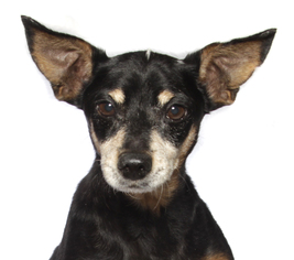 Chihuahua-Unknown Mix Dogs for adoption in Oakland Park, FL, USA