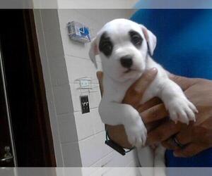 American Pit Bull Terrier-Unknown Mix Dogs for adoption in Fayetteville, NC, USA