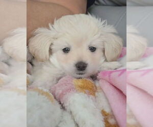 Maltese Dogs for adoption in Matawan, NJ, USA