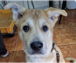 Mutt Dogs for adoption in San Ramon, CA, USA