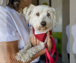 Cairn Terrier-Unknown Mix Dogs for adoption in Pacifica , CA, USA