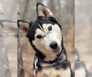 Siberian Husky Dogs for adoption in Randleman , NM, USA