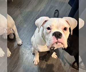 Boxer Dogs for adoption in Dumont, NJ, USA