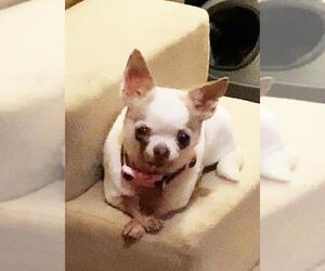 Chihuahua Dogs for adoption in Santa Clarita, CA, USA